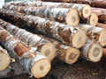 Stammholz – Birke Halbe LKW