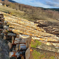 Birkenrundholz – Halbe LKW-Ladung 22.5 m³ (22.5 RM)
